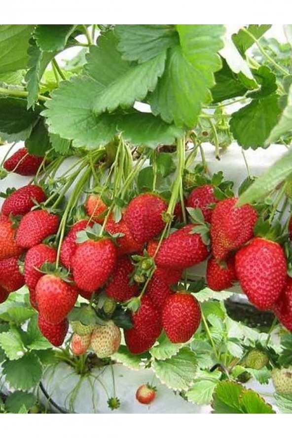 35 Adet Albion Açık Kök Frigo Tz.yediveren Çilek Fidesi Fidanı ürün görseli 1