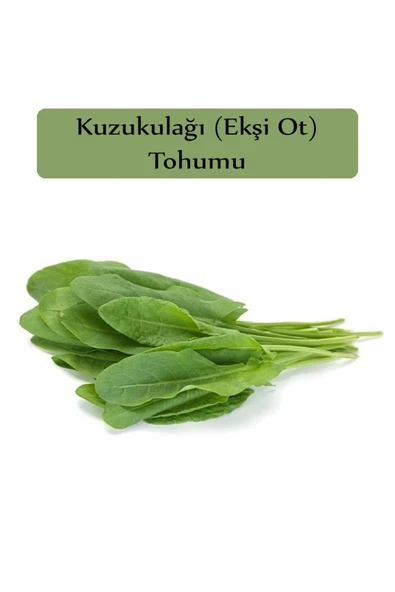 Ekşi Otu Tohumu Kuzukulağı Tohumu 1 Paket Kuzu Kulağı Ekşimen Otu Tohumu Yüksek Verimli Tohum ürün görseli 1