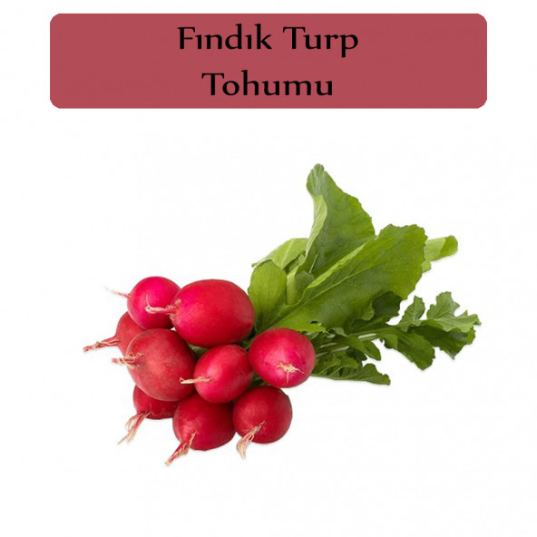 Fındık Turp Tohumu 1 Paket Turp Tohumu Fındık Turp Kapalı Paket Yüksek Verimli Tohum ürün görseli 1