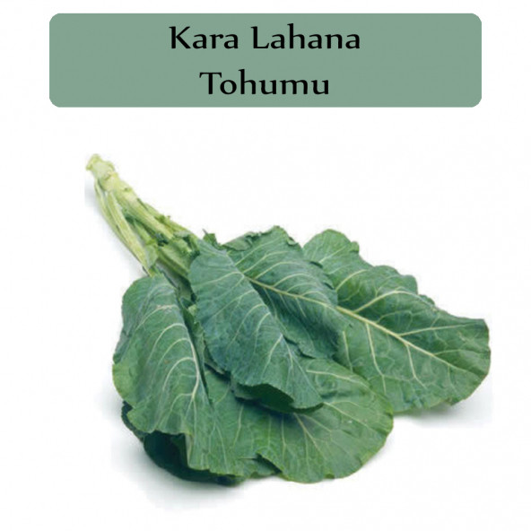 Kara Lahana Tohumu 1 Paket Karadeniz Lahana Tohumu Karalahana Tohumu Yüksek Verim Kapalı Paket Tohum ürün görseli 1