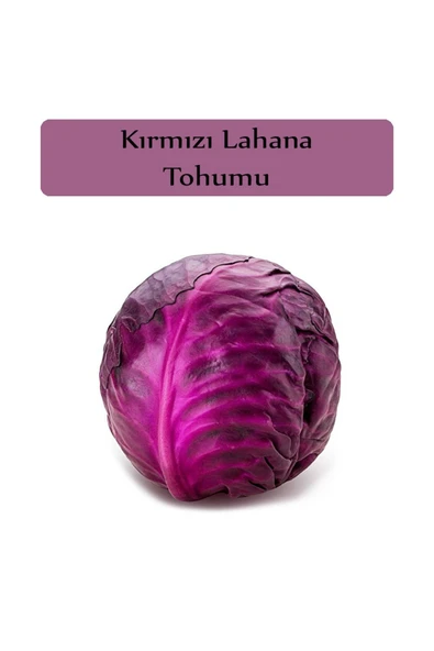Kırmızı Lahana Tohumu 1 Paket Kırmızı Lahana Mohrenkohf Tohumu Kapalı Paket Yüksek Verimli Tohum ürün görseli 1
