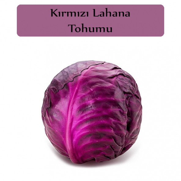 Kırmızı Lahana Tohumu 1 Paket  Kırmızı Lahana Mohrenkohf Tohumu Kapalı Paket Yüksek Verimli Tohum ürün görseli 1