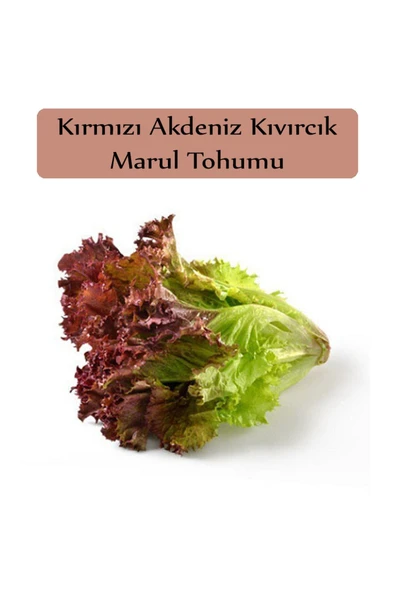 Kırmızı Marul Tohumu 1 Paket Akdeniz Kıvırcık Tohumu Kapalı Paket Yüksek Verimli Tohum ürün görseli 1