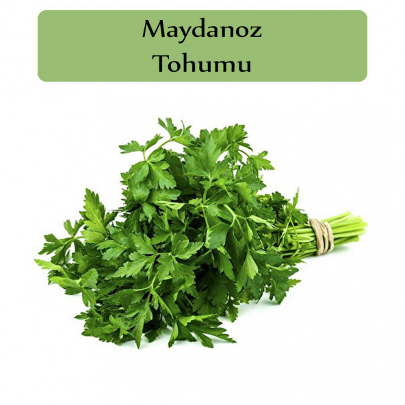 Maydanoz Tohumu 1 Paket Kapalı Paket Yüksek Verimli Tohum ürün görseli 1