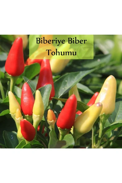 Mini Acı Biber Tohumu 1 Paket Cin Biberi Tohumu Acı Biber Biberiye Tohumu Yüksek Verimli Tohum ürün görseli 1