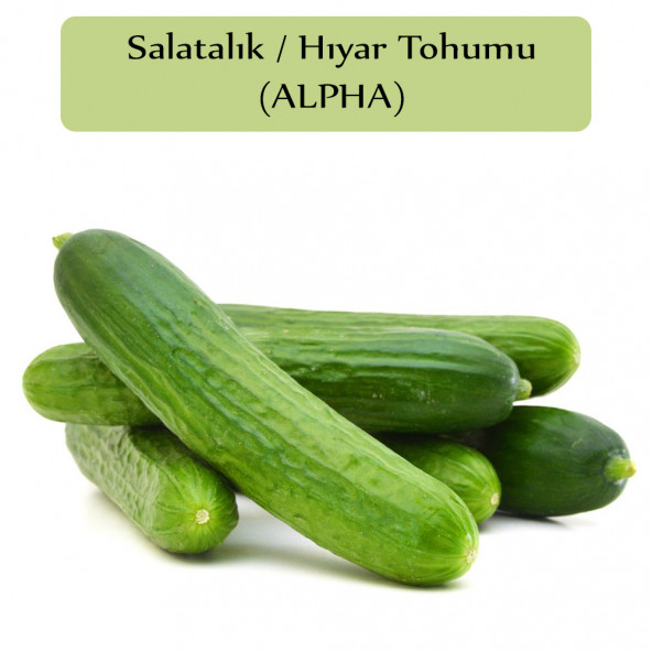 Salatalık Tohumu Beith Alpha 1 Paket Hıyar Tohumu Kapalı Paket Yüksek Verimli Tohum Salatalık ürün görseli 1