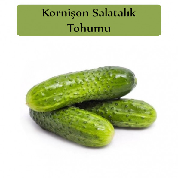 Hıyar Tohumu Kornişon 1 Paket Turşuluk Salatalık Tohumu Kapalı Paket Yüksek Verimli Tohum ürün görseli 1