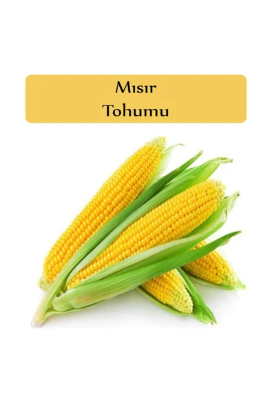 Mısır Tohumu 1 Paket Tatlı Mısır Tohumu Kapalı Paket Yüksek Verimli Tohum ürün görseli 1