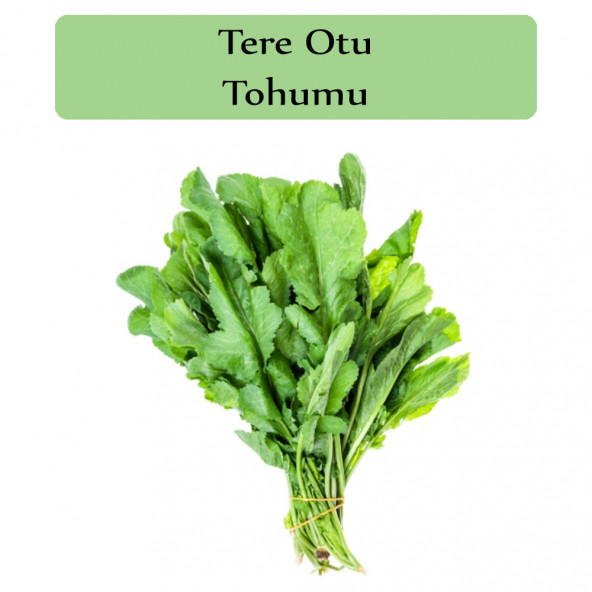 Tere Tohumu 1 Paket  Tere Otu Tohumu Geniş Yapraklı Tere Kapalı Paket Yüksek Verimli Tohum ürün görseli 1