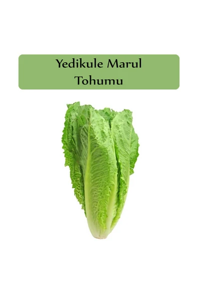 Yedikule Marul Tohumu 1 Paket Yedi Kule Marul Tohumu Kapalı Paket Yüksek Verimli Tohum ürün görseli 1