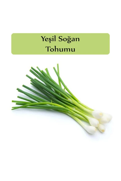 Yeşil Soğan Tohumu 1 Paket Taze Soğan Tohumu Kapalı Paket Yüksek Verimli Tohum ürün görseli 1