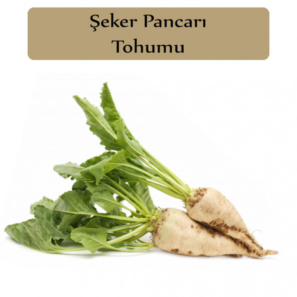 Şeker Pancarı Tohumu 1 Paket Pancar Tohumu Kapalı Paket Yüksek Verimli Tohum ürün görseli 1