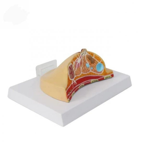 Göğüs Maketi Model 42 - Resim 2