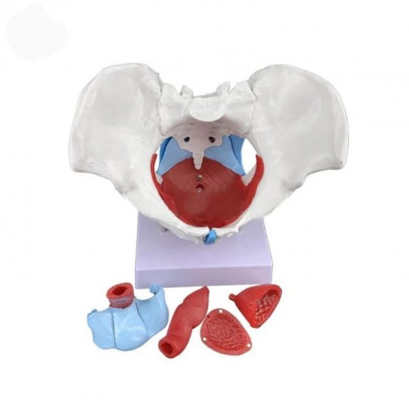 Pelvisli Pelvik Taban Maketi Model 44 - Resim 3