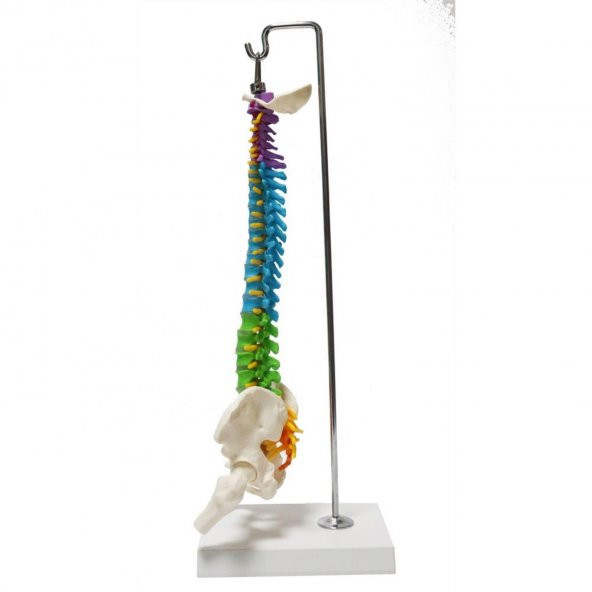 Omurga Maketi 45 cm Model 14 - Resim 3