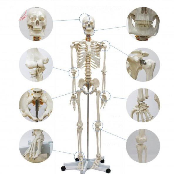 Tam İskelet Maketi 170 cm Model 10 - Resim 3