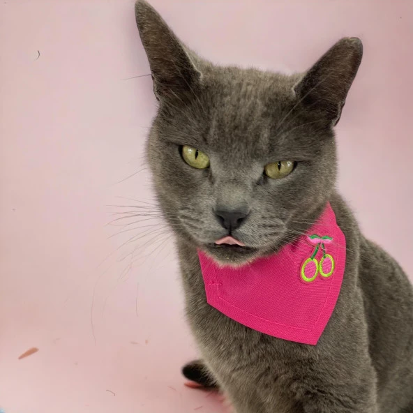 Cherry Kedi Bandana, Fular, Kedi Kıyafeti Kedi Elbisesi, Kedi Tasması ürün görseli 1