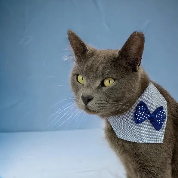 Dinner Date Navy Kedi Bandana, Fular, Kedi Kıyafeti Kedi Elbisesi, Kedi Tasması ürün görseli 1