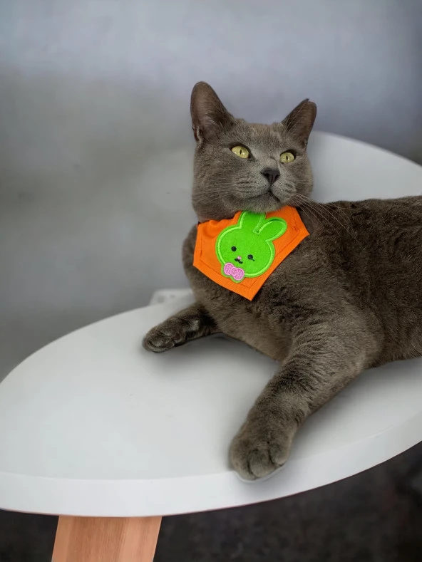 Green Bunny Kedi Bandana, Fular, Kedi Kıyafeti Kedi Elbisesi, Kedi Tasması ürün görseli 1