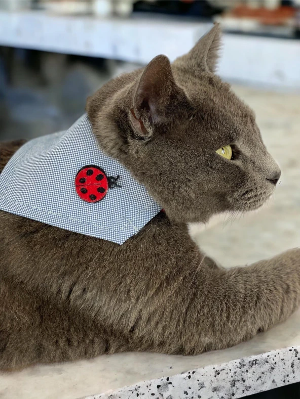 Uğur Böceği Kedi Bandana, Fular, Kedi Kıyafeti Kedi Elbisesi, Kedi Tasması ürün görseli 1