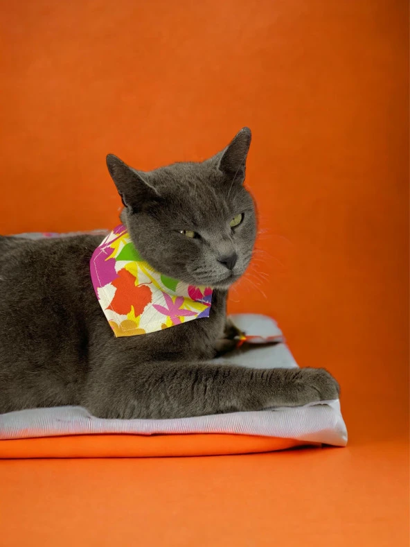 Summer Kedi Bandana, Fular, Kedi Kıyafeti Kedi Elbisesi, Kedi Tasması ürün görseli 1