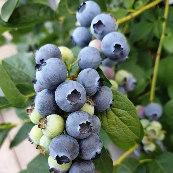 DARROW Cinsi Yaban Mersini Blueberry Fidanı, Tüplü ürün görseli 1
