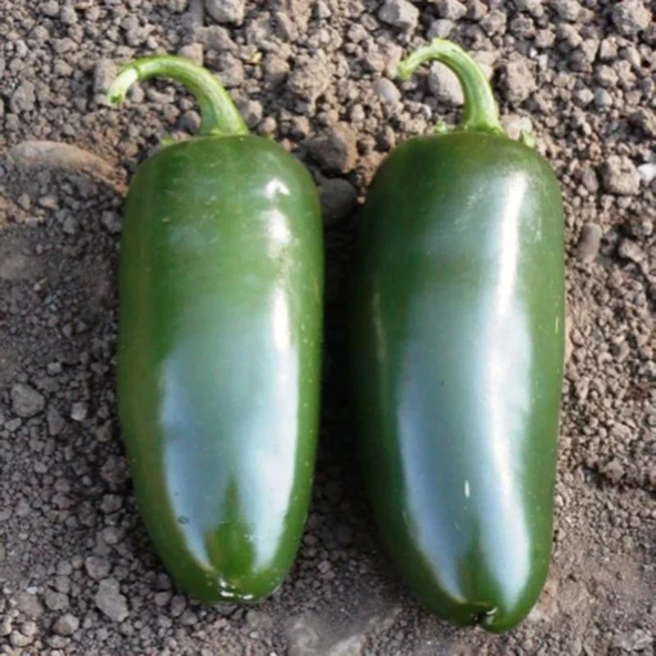 5 Adet Jalapeno Biber Fidesi ürün görseli 1