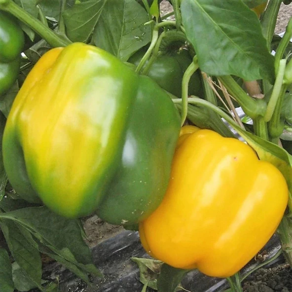 5 Adet Sarı Dolma Biber Fidesi - Resim 2