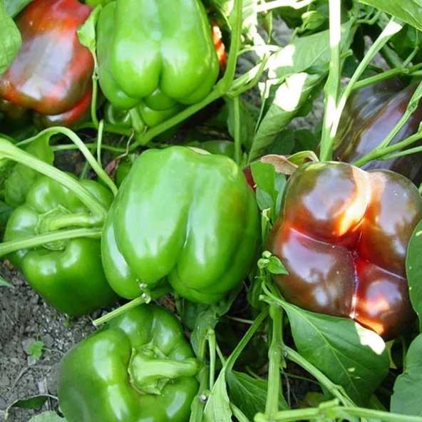 5 Adet Kırmızı Dolma Biber Fidesi - Resim 2