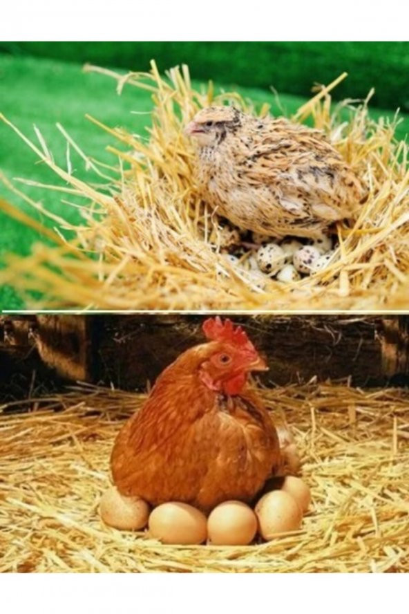 Yumurta Yemi- Pelet - 25 Kg ürün görseli 1