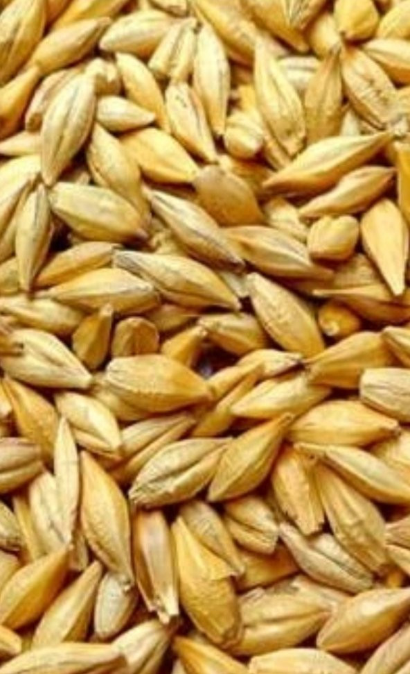 ARPA NATUREL YEMLİK  5 KG TAVUK TAVŞAN KAZ YEMİ ürün görseli 1