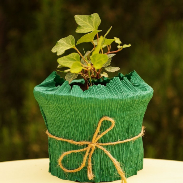EGET Duvar sarmaşığı (Hedera helix) ürün görseli 1
