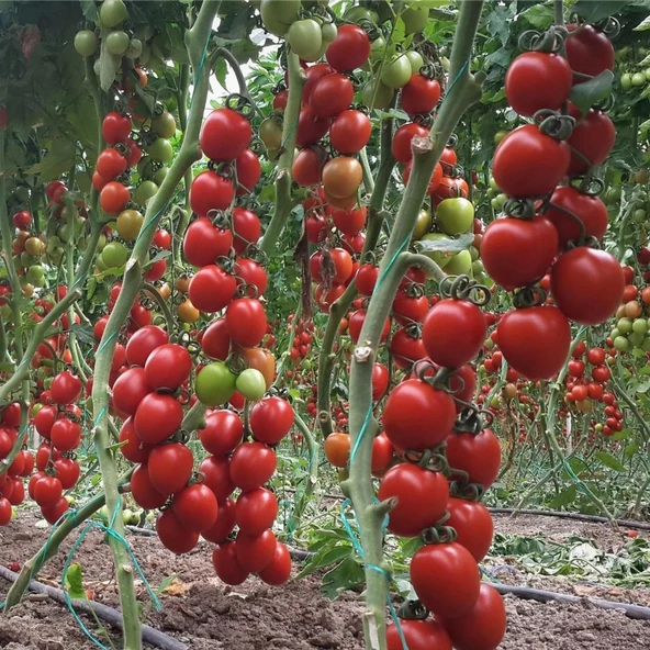 5 Adet Çok Verimli Salkım Domates Fidesi ürün görseli 1