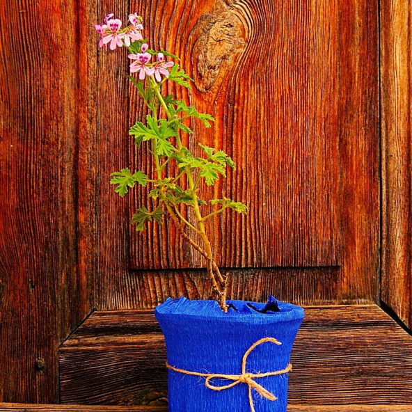 EGET Itır (Pelargonium graveolens) ürün görseli 1