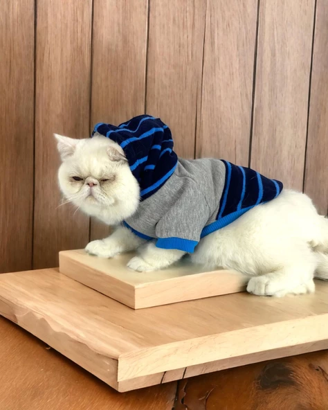 Blue Line Sweatshirt Kapşonlu Kedi Kıyafeti Kedi Sweatshirt ürün görseli 1