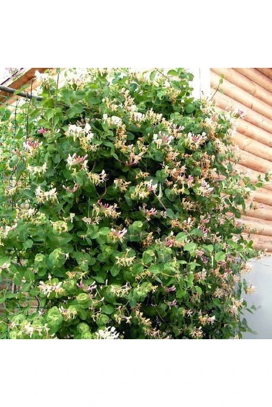 SAKSIDA SARMAŞIK KOKULU HANIMELİ ÇİÇEĞİ 120-150 CM ürün görseli 1
