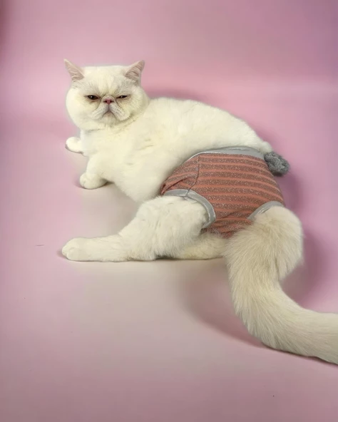 Pink Shine Kemique's Secret Kedi İç Çamaşırı  Regl Külot  Don ürün görseli 1