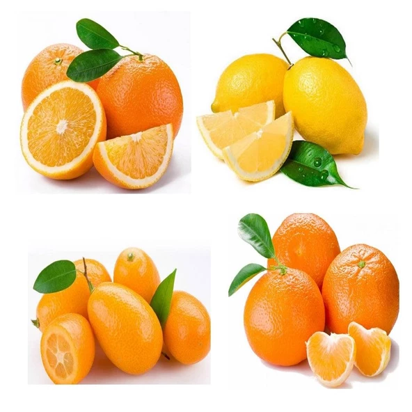4 Farklı Özel Narenciye Fidanı Paketi ürün görseli 1