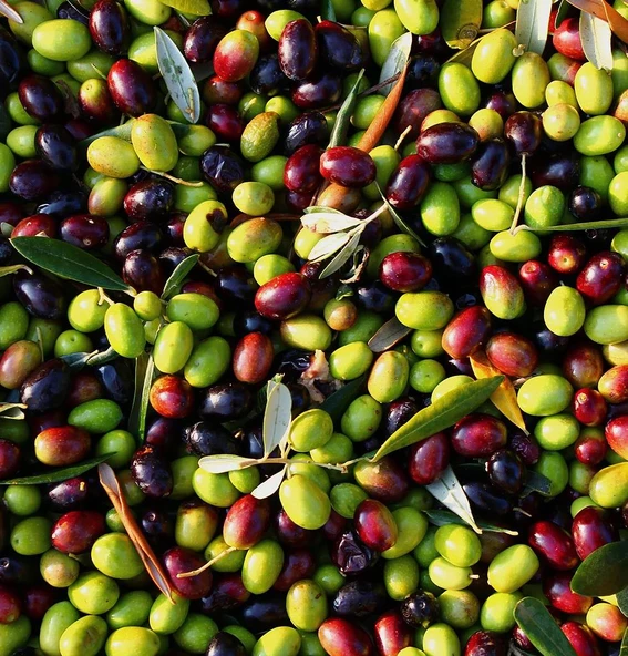 5 Adet Gemlik Sofralık Zeytin Fidanı 2 Yaş ürün görseli 1