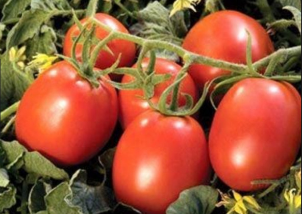 Domates Takviye Sıvı Gübre 5 Kg ürün görseli 1