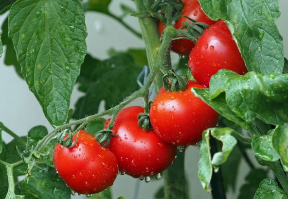 Domates Sıvı Fide Dikim Gübresi 20 Kg ürün görseli 1