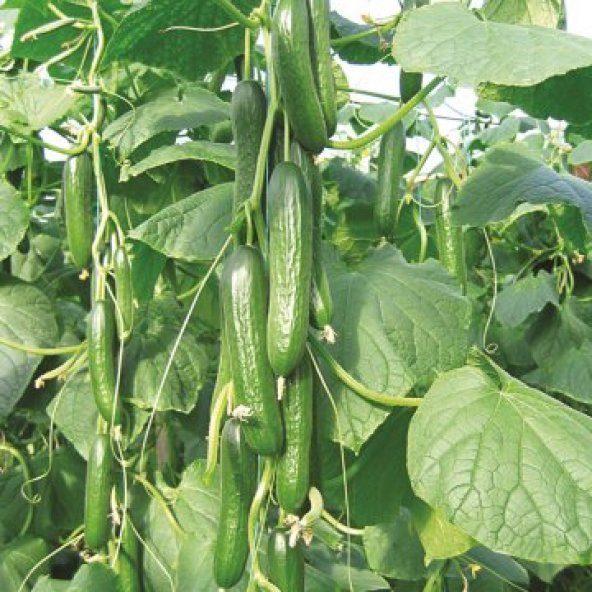 Sebzeler Için Sıvı Bitki Besini 5 Kg ürün görseli 1