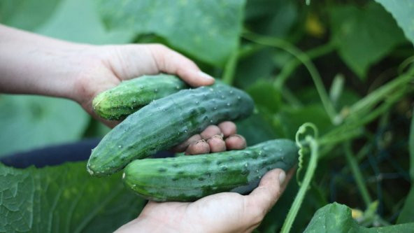 Sebzeler Için Sıvı Bitki Besini 1 Kg ürün görseli 1