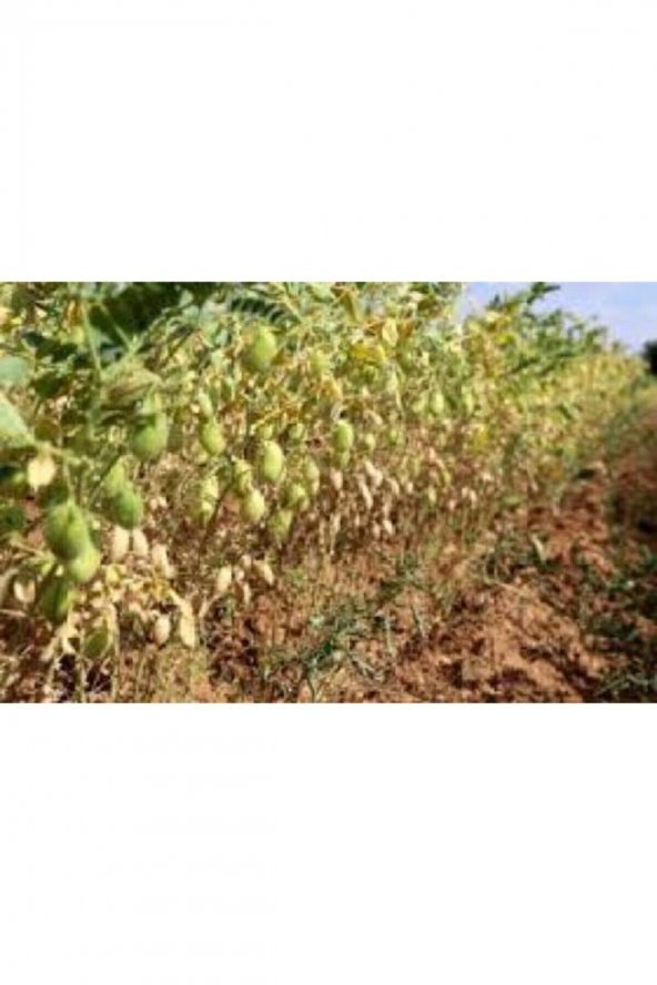 Organik Yayla Nohutları 5 Kg ürün görseli 1