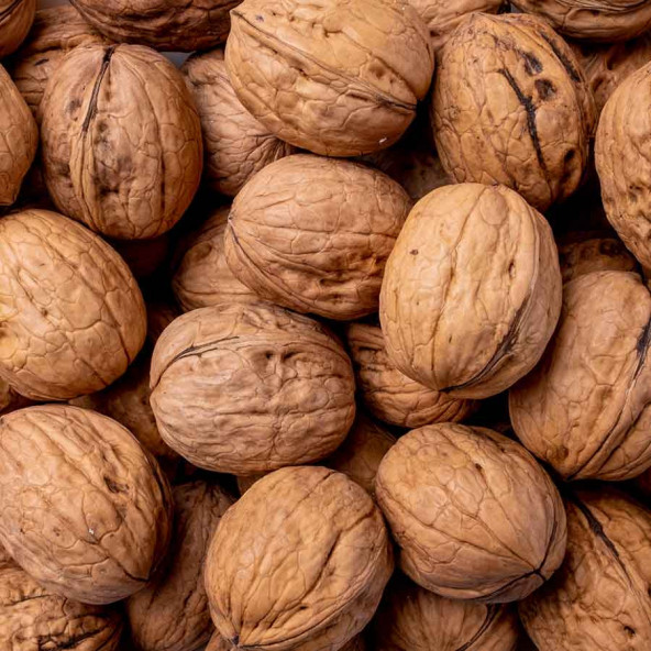 CANLAR Tohumluk Ceviz 1 kg ürün görseli 1