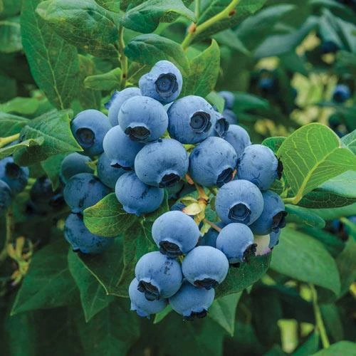 meyve vermeye hazır saksıda Bluberyy Yaban mersini (Mavi yemiş)fidanı 50-70cm ürün görseli 1