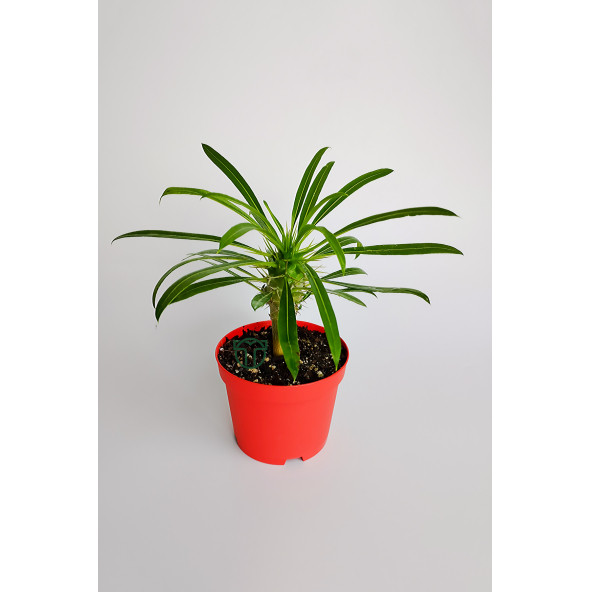 Madagaskar Palmiyesi fidanı köklü kırmızı saksıda Pachypodium Lamerei özel tür hediyelik kaktüs ürün görseli 1