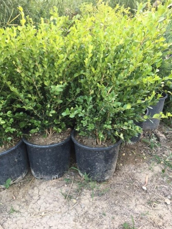 Geniş forumlu hızlı büyüyen Şimşir Fidanı Buxus Sempervirens 60-80 cm ürün görseli 1