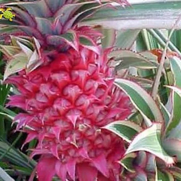 Saksıda Ananas Meyvesi Fidanı (Red Spanish Cinsi) ürün görseli 1