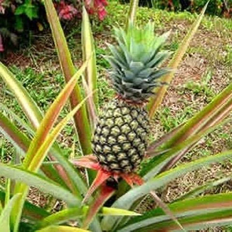 Saksıda Ananas Meyvesi Fidanı (Del Monte 2 Cinsi) ürün görseli 1